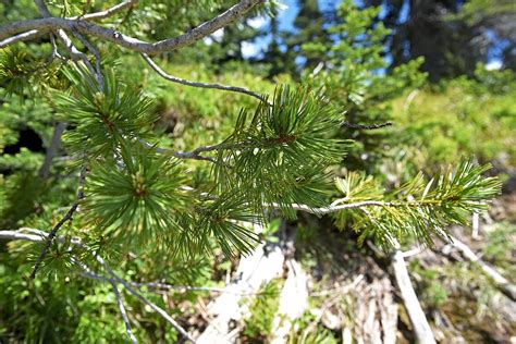 Whitebark pine seeds collected on Big Mountain return as seedlings to be planted for restoration ...