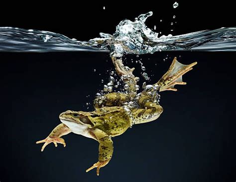 Frog swimming underwater | Frog, Underwater, Underwater animals