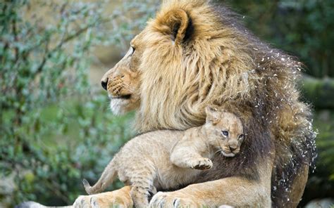 Male Lion And Cub Wallpaper