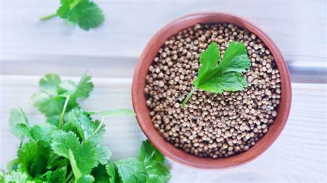 Cilantro vs Coriander: What's the Difference?