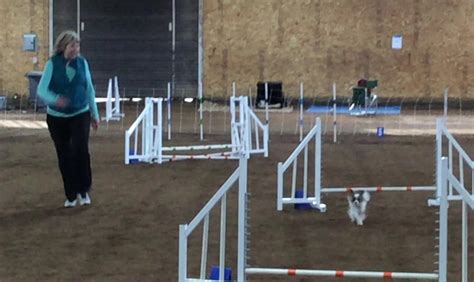 CJ | First AKC Agility Trial | Photo Gallery | SAC-Home