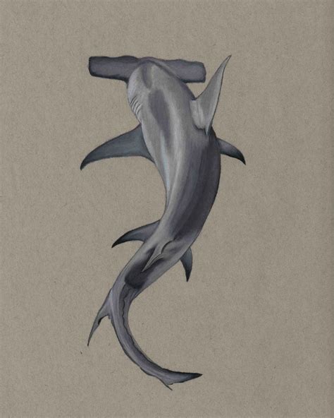 Hammerhead Shark Drawing Print - Etsy Canada