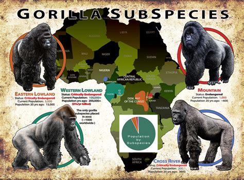 Mountain Gorilla Habitat Map