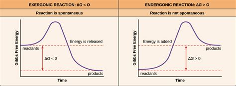 Which Word Describes the Energy in an Exergonic Reaction - Rylie-has-Guzman