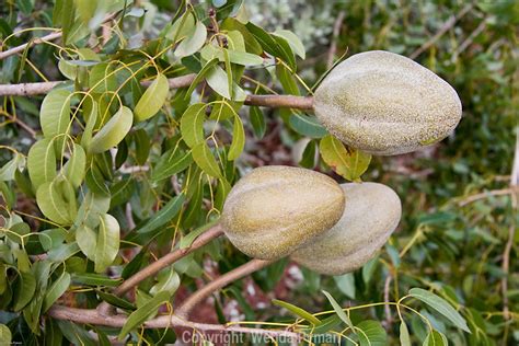 Tropical plants | Wenda Pyman Photography