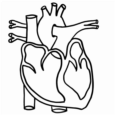 [DIAGRAM] Blank Diagram Of Heart To Print - MYDIAGRAM.ONLINE