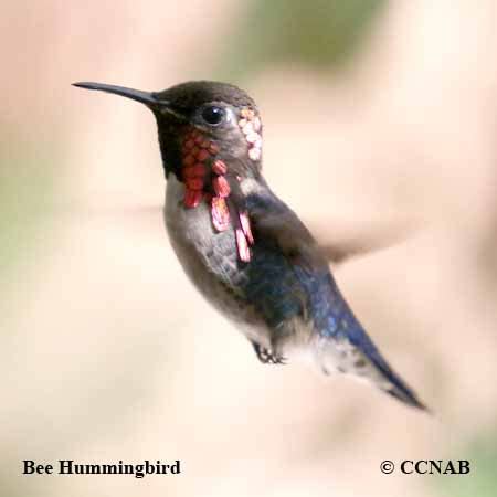 Bee Hummingbird | Birds of Cuba | Cuban Birds