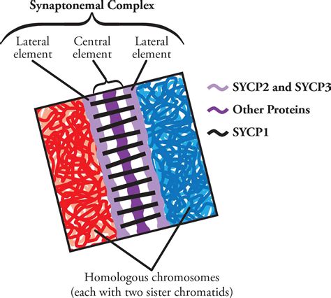 Genetics and Evolution - MCAT Biology and Biochemistry