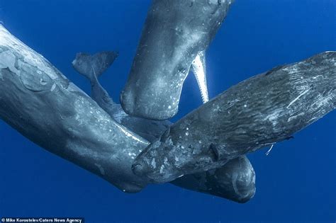 Stunning pictures show mother sperm whale feeding its calf by injecting ...