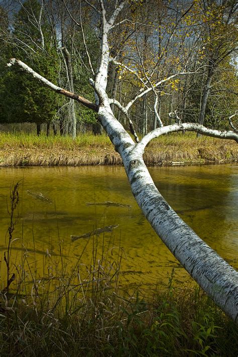 Birch Tree Limb with Salmon during the Fall Migration Photograph by ...