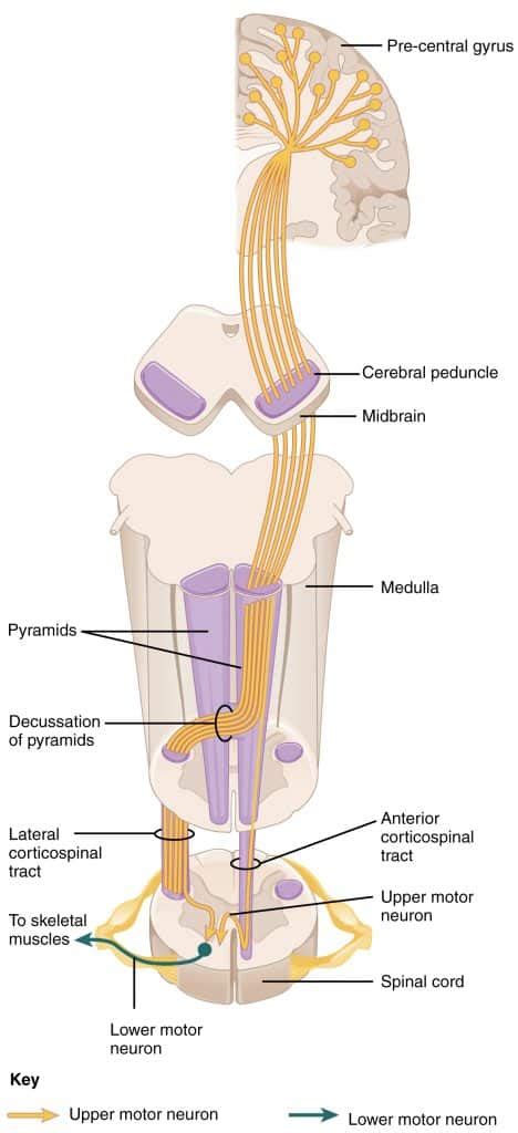 Upper Motor Neurones - TeachMePhysiology