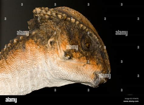 Stegoceras validum, fossil dinosaur Stock Photo - Alamy