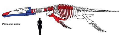 Species New to Science: [Paleontology • 2012] Pliosaurus funkei | 'Predator X' • A new species ...