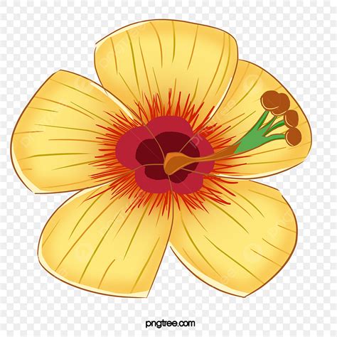 Hibiscus Hd Transparent, Yellow Hibiscus, Althea, Yellow, Cartoon PNG Image For Free Download