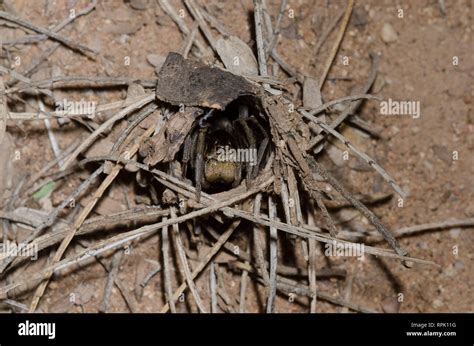 Burrowing Wolf Spider, Geolycosa sp., in burrow Stock Photo - Alamy