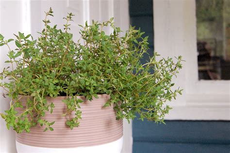 How to Grow Thyme Indoors