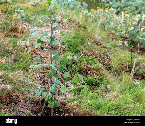 Birch Tree Sapling Stock Photo - Alamy