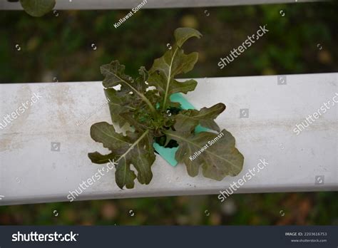 Hydroponic Nutrient Film Technique Nft System Stock Photo 2203616753 | Shutterstock