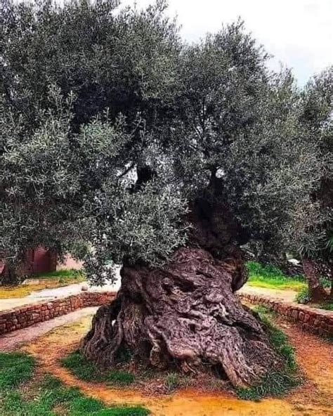 🔥 The oldest Olive tree in the world is in Greece. This tree is 3,500 years old : r ...
