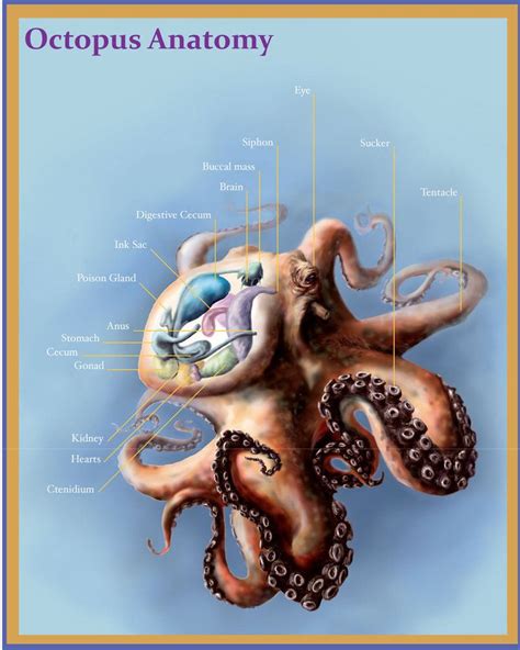 Pin by wild rose on tentacle garden | Octopus anatomy, Octopus, Anatomy