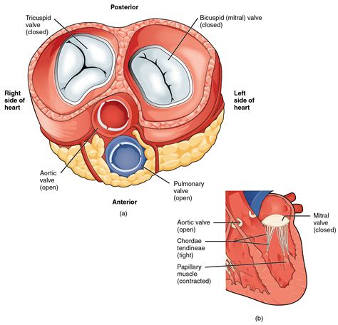 OpenStax: Anatomy and Physiology | CH19: THE CARDIOVASCULAR SYSTEM: THE HEART | Top Hat ...