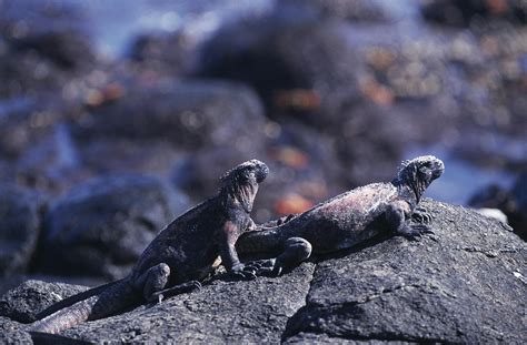 Marine Iguanas Photograph by Doug Allan - Pixels