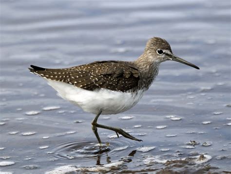 Green Sandpiper by Mark Leitch - BirdGuides