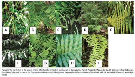 phylogenetics-evolutionary-biology-morphology