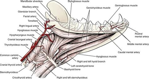 Mandibulectomy and Maxillectomy | Veterian Key