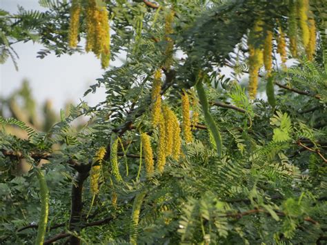 Prosopis (Prosopis cineraria) | Feedipedia