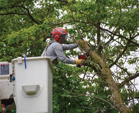 Only certified workers can trim trees near power lines | EnerStar ...