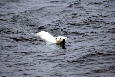 File:Polar bear arctic.JPG - Wikipedia