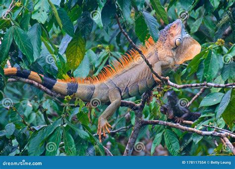 Colorful Iguana Found In The Rainforest In Costa Rica Stock Photo - Image of natural, stripe ...