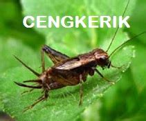 Anim Agro Technology: CENGKERIK - NILAI EKONOMI