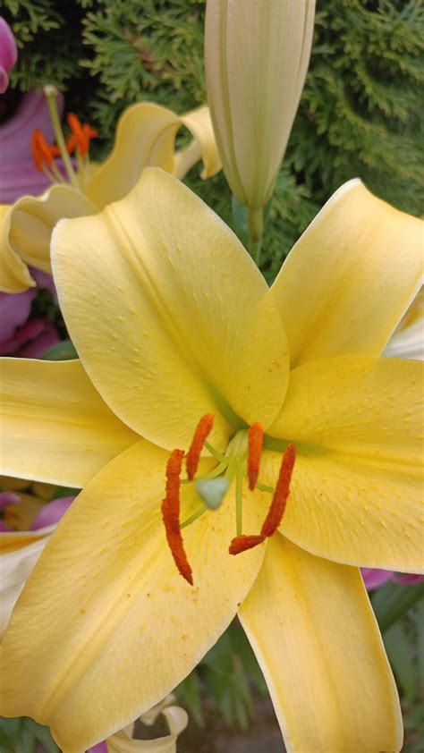 Lilien part 2 : r/flowerfrommygarden