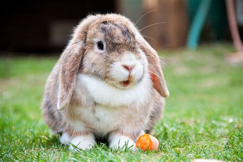 Mini Lop Rabbit - Top Guide & Facts