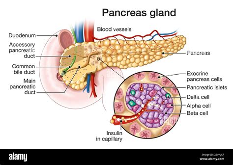 Pancreas Diagram Unlabeled