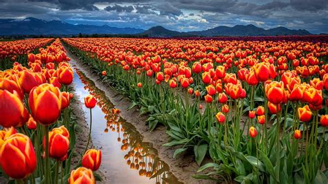 Tulip Flower Garden Hd Wallpaper | Best Flower Site