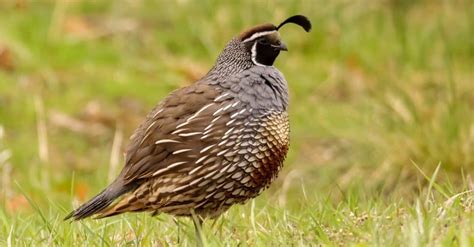 Quail - A-Z Animals