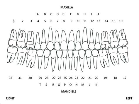 Teeth Diagram Numbers