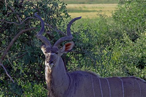 Kudu Antelope Photograph by Tony Murtagh | Fine Art America