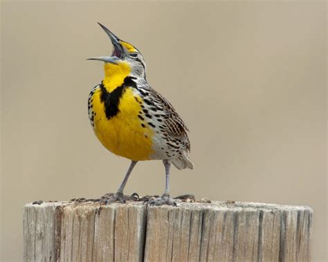 Keep the meadowlark as Oregon state bird | Letters | eastoregonian.com