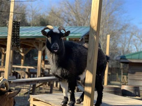 American Pygmy Goat - WNC Nature Center