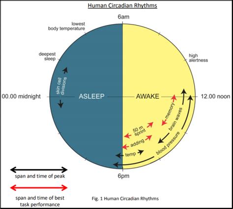 Describe the Shift in Circadian Rhythms That Occurs During Puberty