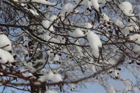 Winter, Snow, Forest in Winter , Trees in Snow Stock Image - Image of nature, trees: 114246781