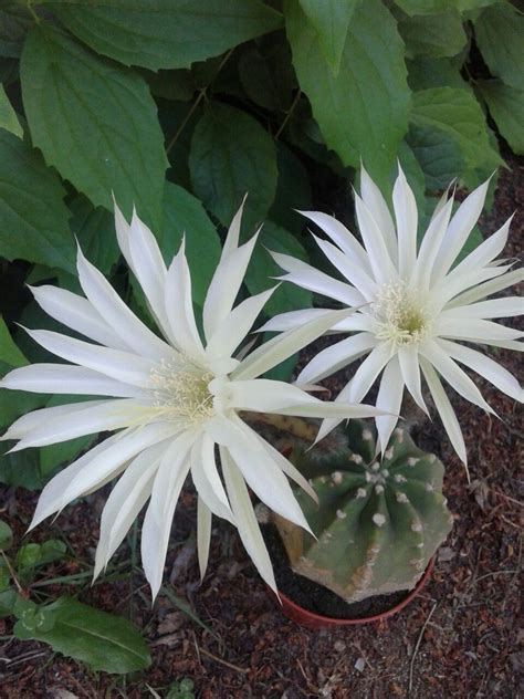 Cactus Flowers, White Flowers, Gardening, Plants, Beautiful, Nature, Lawn And Garden, Plant, Planets