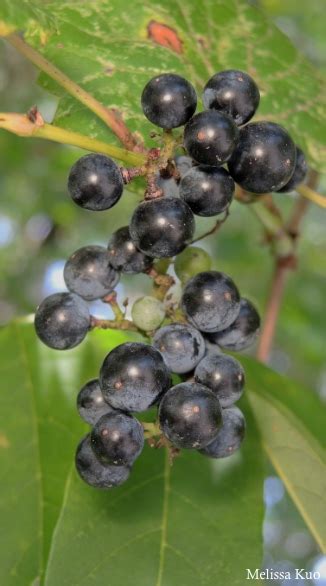 Vitis riparia (riverbank grape) at Midwestnaturalist.Com