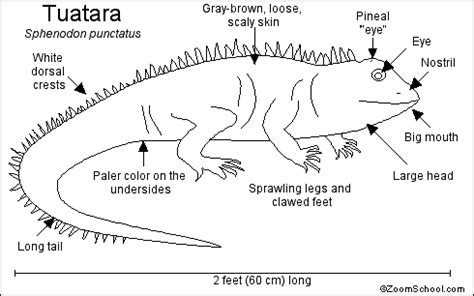 Tuatara Printout- EnchantedLearning.com