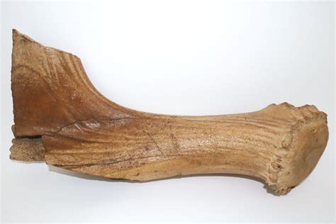 Discover our Irish Elk Fossils for sale - Tam Fossils