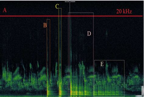 Spectrogram of bird song and a cry of a frightened male roe deer... | Download Scientific Diagram